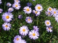 Purple aster novi belgii and dimosus. Summer blossom background. Floral background. Spring gardening