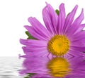 Purple aster in water