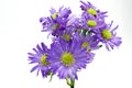Purple Aster Royalty Free Stock Photo