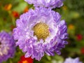 Purple asters