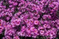 Purple asters. Asters bloom in the fall Royalty Free Stock Photo