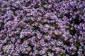 Purple asters. Asters bloom in the fall Royalty Free Stock Photo