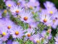 Purple Asters in Bloom