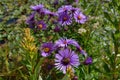 Purple Asters in Boise Park, Idaho Royalty Free Stock Photo