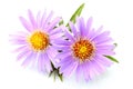Purple asters close-up isolated.Lady in Blue; Purple Dome. Royalty Free Stock Photo