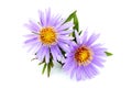 Purple asters close-up. Royalty Free Stock Photo