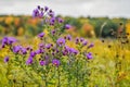 Purple Asters in Fall at High Cliff State Park. Royalty Free Stock Photo