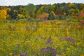 Purple Asters in Fall at High Cliff State Park.