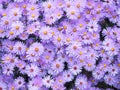 Purple asters in the fall