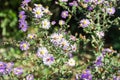 purple asters in the garden with blue sky Royalty Free Stock Photo