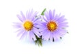 Purple asters isolated. Royalty Free Stock Photo