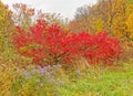 Purple asters under red burning bush in Fall Royalty Free Stock Photo