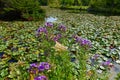 Purple Asters & Water Lilies - Boise, Idaho Royalty Free Stock Photo