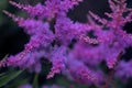 Purple astilbe close up, decorative flowers, dark picture, concept of night, mystery, darkness