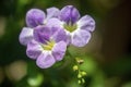 Purple Asystasia flowers : Chinese Violet Royalty Free Stock Photo