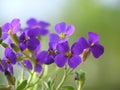 Purple aubretia Royalty Free Stock Photo