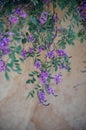 Purple Australian Indigo flowers cascading down a garden wall