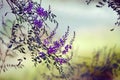 Purple Australian Indigo flowers, Indigofera australis,