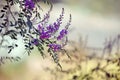Purple Australian Indigo flowers, Indigofera australis,