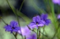 Australian native Common Fringe lilies Royalty Free Stock Photo