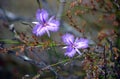 Purple Australian wild native Common Fringe lilies Royalty Free Stock Photo