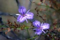 Purple Australian wild native Common Fringe lilies Royalty Free Stock Photo