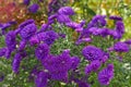 Purple autumn aster flower background