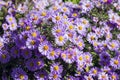 Purple autumn asters with yellow centers Royalty Free Stock Photo