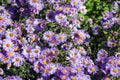 Purple autumn asters with yellow centers Royalty Free Stock Photo