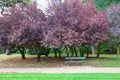 Purple Autumn colors, park Tervuren, Brussels, Belgium Royalty Free Stock Photo