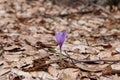 Purple autumn crocus Royalty Free Stock Photo