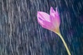 Purple autumn crocus flower colchicum autumnal on the backgrou