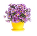 Purple autumn flowers in flowerpot