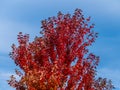 Purple autumn tree, blue sky in background Royalty Free Stock Photo