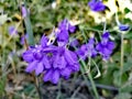 Purple, autumn wildflowers in september Royalty Free Stock Photo