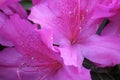 Purple azalea in blossom in Springtime Royalty Free Stock Photo