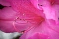 Purple azalea in blossom in Springtime Royalty Free Stock Photo