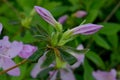 Purple Azalea Bud Pair Royalty Free Stock Photo