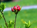 Purple Azalea buds Royalty Free Stock Photo