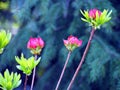 Purple Azalea buds Royalty Free Stock Photo