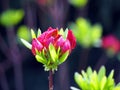 Purple Azalea buds Royalty Free Stock Photo