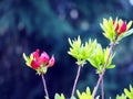 Purple Azalea buds Royalty Free Stock Photo