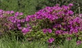Purple Azalea bushes blooming in Southern Royalty Free Stock Photo