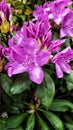 purple azalea flower Royalty Free Stock Photo