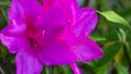 Purple azalea flower Royalty Free Stock Photo