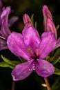 Purple Azalea Flower Royalty Free Stock Photo