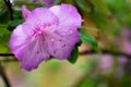 Purple azalea flower Royalty Free Stock Photo