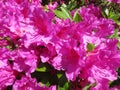 Purple Azalea Flowers in Full Bloom Royalty Free Stock Photo