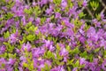 Purple Azalea flowers. Rhododendron Diamant Himmelblau. Buds on a bush. Royalty Free Stock Photo