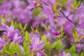 Purple Azalea flowers. Rhododendron Diamant Himmelblau. Buds on a bush. Royalty Free Stock Photo